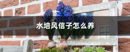 水培风信子怎么养