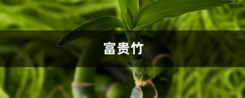 富贵竹这么养，叶子油绿又茂盛，摆在客厅人人夸！